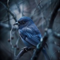 Background Music Experience、Deszcz、Chilled Morning Music - Serene Bird Ballads in Air