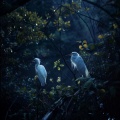Musica Asiatica Relax、Selectrodynamic、Calm Dinner Music - Gentle Journeys in Jungle Sounds