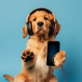 El sonido alrededor、Cachorro durmiendo RW、Música de Cachorro Calmante - Sintonía Serena Canina