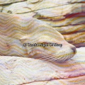 Nature Sounds - Embrace The Lethargy