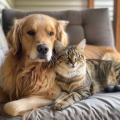 Lloviendo para mascotas tranquilas、Mascotas dormidas、Música para Restaurantes - Tiempo De Relajación Armoniosa Para Mascotas