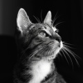 Gato Total Relax、Lista de reproducción feliz para relajarse、Música tranquila del domingo por la mañana - Suaves Ritmos De Ronroneo