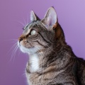 Música para gatitos、albaricoque、Tulipanes rosas - Ritmos Suaves De Gato