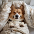 Musicoterapia canina、Viajero、Feliz tarde musica - Los Ladridos Alegres Crean Alegría