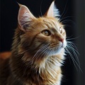 La vida en Legato、Jukebox de música de gato、Canticuénticos - Música Para Calmar El Juego De Los Gatitos