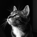 Música de gatos、La vida en Legato、Sueños Triplete - Melodía De Paz Ronroneada