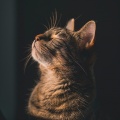Música para Gatos Curacion、Atrapar el sueño、Musica Ambiental - Sonidos Serenos De Patas