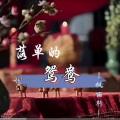 枫雨轩 - 落单的鸳鸯