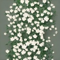 ..泠溪__ - 小茉莉