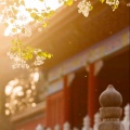 赵东俊 - 国韵古风