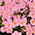 太阳的眼鼻嘴 - 桃花缘