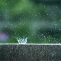 不爱吃鱼的猫 - 路小雨 (不爱吃鱼的猫 remix)