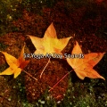 Meditation Muse - Rumination