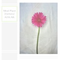 A23LAB. - acorn