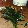 Capa - 2021 (Explicit)