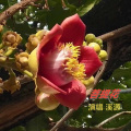 溪源 - 菩提花