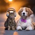 Soothing Pet Music、Soothing Pets、Pet Soundtracks - Animal Calm Melodies