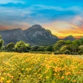 Soothing Music、Soothing Music for All、Peaceful harmonies - Serene Sounds for Quiet Nights
