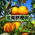 林佳生 - 赣南脐橙