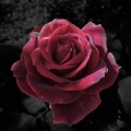 Medelliin - Roses DBE