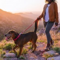 Naturaleza gentil、Lluvia suave para seres、Fan de animales tranquilos - Mascotas Juguetonas Con Sonido