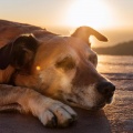 Huellas Musicales、Estación Canina、Banda Sonora Canina - Momentos Tranquilos Para Perros