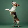 Sueños magnéticos、Música para Perros Colecciones、Música para Perros Curación - La Música Para Perros Suena