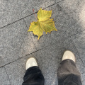 张乖乖 - 情花