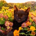 A la deriva muy lejos、Gato Chillout、Melodías para Gatos Dormidos - Música Reconfortante De Bigotes