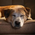 Felicidad de la música para perros、Hora de acostarse del perro - Melodías Caninas Y Nocturnas Que Calman