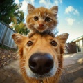 Sinfonía natural、Especialistas en Música para Mascotas、Melodía de sueño para animales - Eco Feliz De La Mascota
