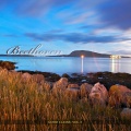 Armonie Symphony Orchestra - 15