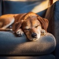 Lista de reproducción para la cena、MÚSICA PARA CACHORROS、Música Para Dormir A Los Perros - Melodías De Patitas Brillantes