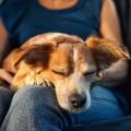 Sentido suave、Reposo total animal、Sonidos suaves para animales relajados - Armónicos De Relajación Para Mascotas
