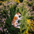 El alivio del estrés、Susurrador de perros、Tranquilizante para Perros - Vibraciones Calmantes Para Perros Energéticos