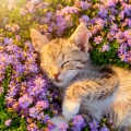 Recarga de la Tarde、Felinos en Relax、Gato Chillout - Sonidos Relajantes Para La Calma Felina