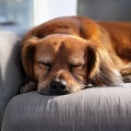 Música de Fondo para Perros、Música para Cachorros Felices、El Camino - Sonidos Suaves Para La Comodidad Del Perro