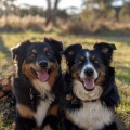 Dog Music、Dog Calming Music、Dog Relaxation - When We Were Old
