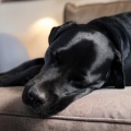 Sonidos de la Naturaleza Música de la Naturaleza、Dulces Sueños para Perros、El Arte de Relajar Perros - Melodía Alegre De Perro