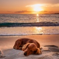 Cafe de Musica Instrumental、Lista de Reproducción para Relajar Perros、Momentos Calmantes para Perros - Armonía Pacífica Del Perro