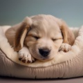 Estudio Sonoro Canino、Gotas Musicales para Perros、Maestro de lo-fi - Ritmos Relajantes De Las Patas