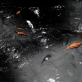 DJ无言 - 不期盼有人能待我如初