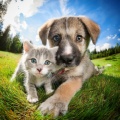 Beats de naturaleza、Reiki para animales、Mascotas Total Relax - Momentos Melódicos Suaves