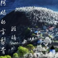 班确 - 阿妈的雪梨膏