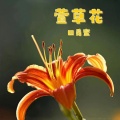 田觅蜜 - 萱草花