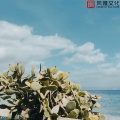 轻音乐助眠盒 - 美容店最佳轻音作品