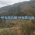 老韩、张小二、周高杰、蒋薇 - 什么花儿短 什么花儿长