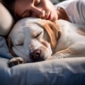 Explorador binaural、Lluvia tranquila para seres、Amante de las criaturas - Movimiento De Mascotas Gentiles