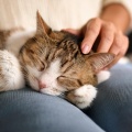 Música de solfeo、Música Calmante para Gatitos、Mago de la melodía animal - Flujo De Ritmo De Gatito