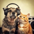 Lofi House Chill、Pet Sound Therapy、Pet Therapy - Hip Hop Pet Bond